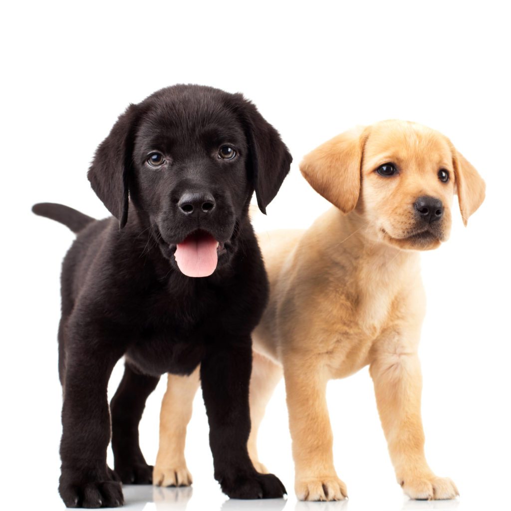 Little Learners Puppy Course